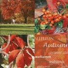 Servietten - Herbst