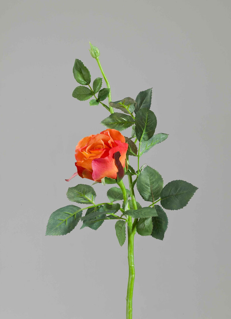 Floribunda Rose Aqua, orange, 25cm