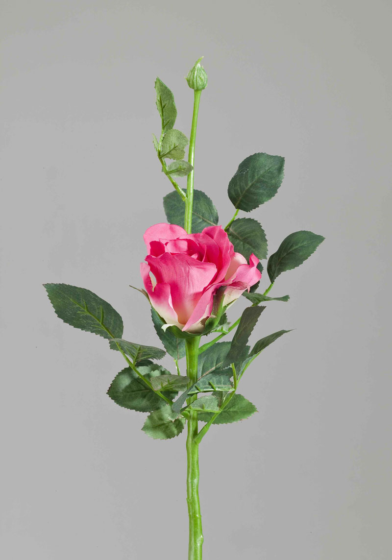 Floribunda Rose Aqua, rosa, 25cm