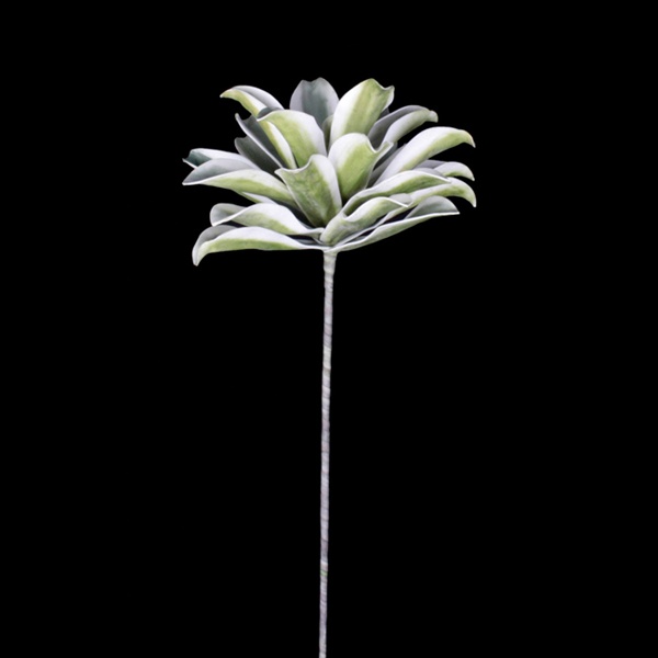 Dracaena-Aloe, grün 121cm