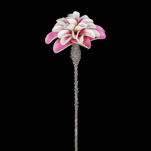 Dracaena-Aloe, pink 121cm