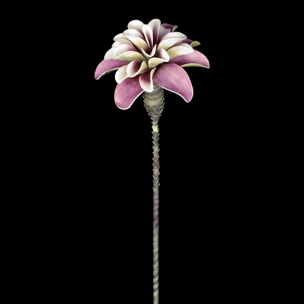Dracaena-Aloe, malve 121cm